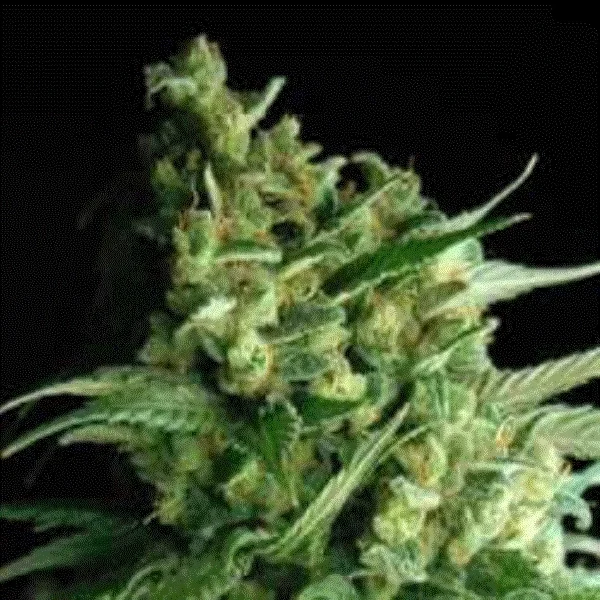Double Bubble Berry van Sagarmatha