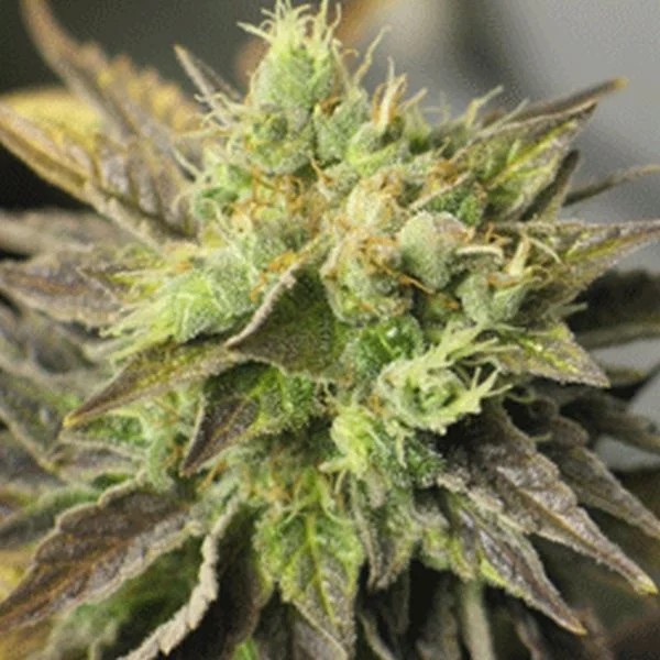 Strawberry D-Lite van Sagarmatha