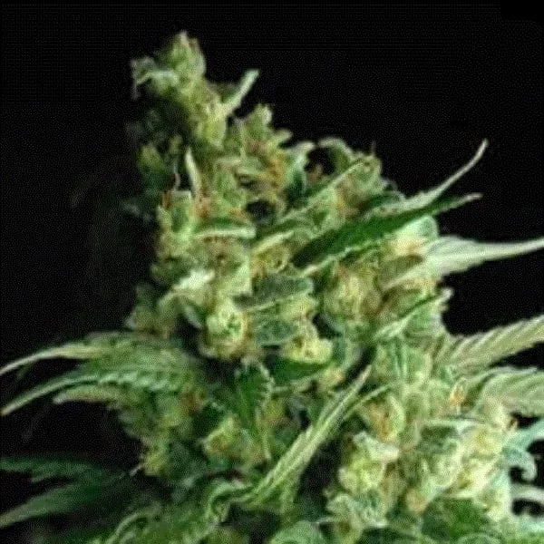 Double Bubble Berry van Sagarmatha