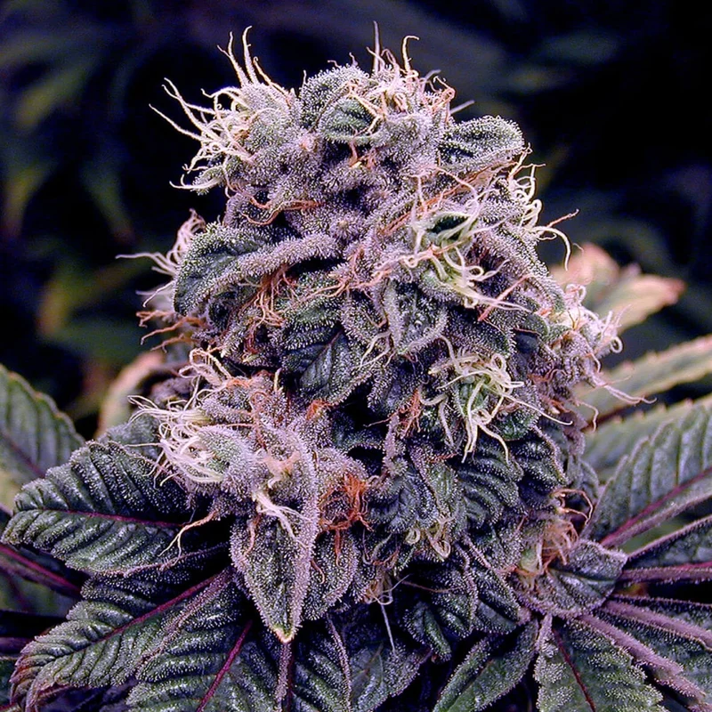 Blueberry Bud van Sagarmatha