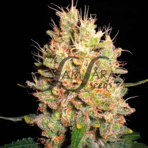 Crazy Miss Hyde van Samsara Seeds