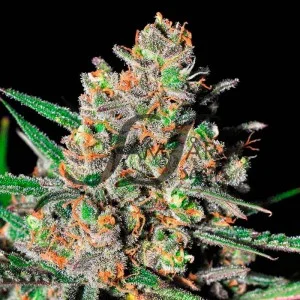 Green Love Potion van Samsara Seeds