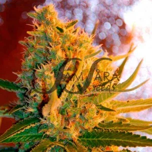 Shot Adrenaline van Samsara Seeds