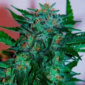 Flash Babylon van Samsara Seeds