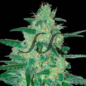 Holy Grail 69 van Samsara Seeds