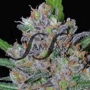 Sweet Black Angel van Samsara Seeds