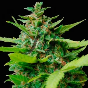 Kiss Dragon van Samsara Seeds