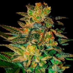Spiritual Punk van Samsara Seeds