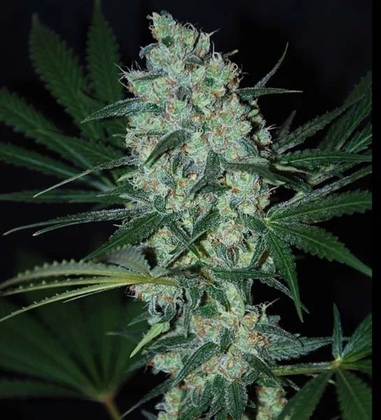 Green Love Potion van Samsara Seeds