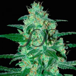 Thunder Bloody Mary van Samsara Seeds