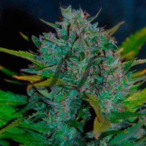 Ultraviolet van Samsara Seeds