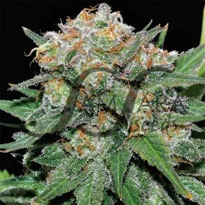 El Alquimista van Samsara Seeds