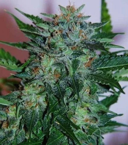 Flash-Babylon van Samsara Seeds