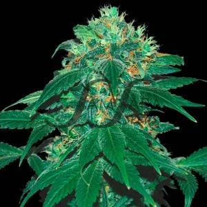 Punky Lion van Samsara Seeds