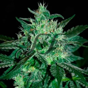 Spicy White Devil van Samsara Seeds