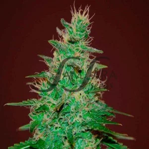 El Alquimista van Samsara Seeds