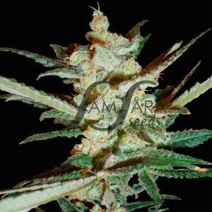 Supersonic Cristal Storm van Samsara Seeds