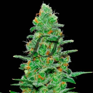 Crazy Miss Hyde van Samsara Seeds