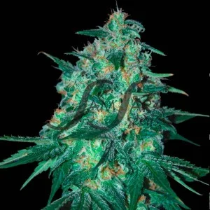 Jekyll Passion van Samsara Seeds