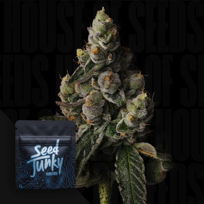 Cake Straws van Seed Junky Genetics