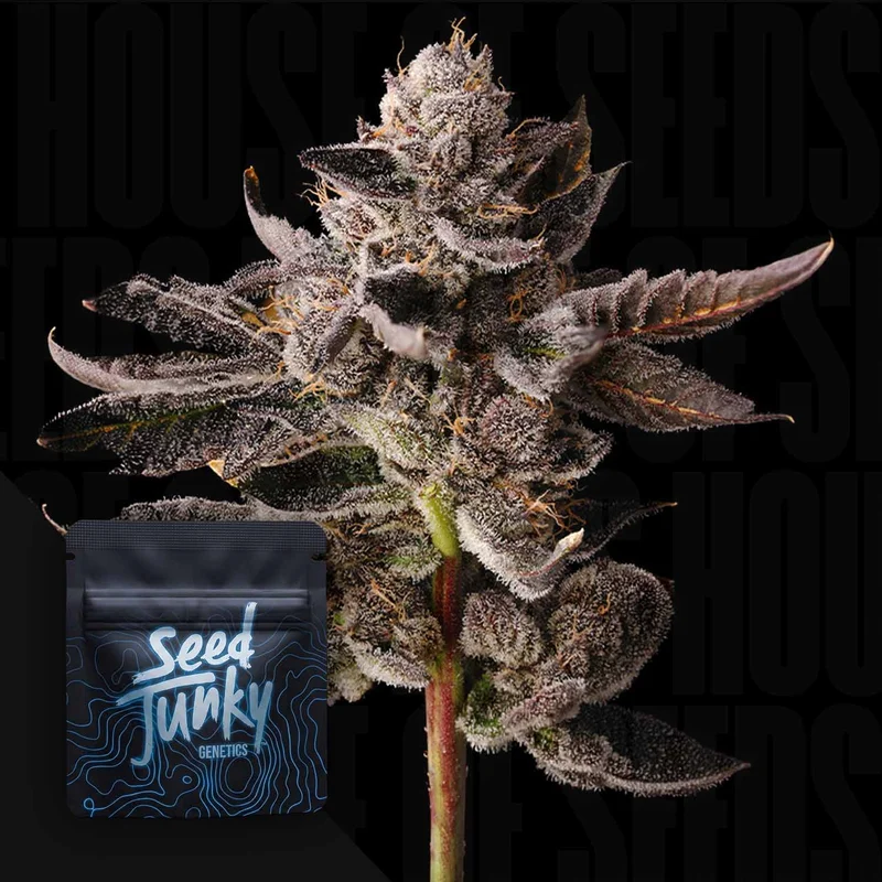 Bubblegum Burst van Seed Junky Genetics