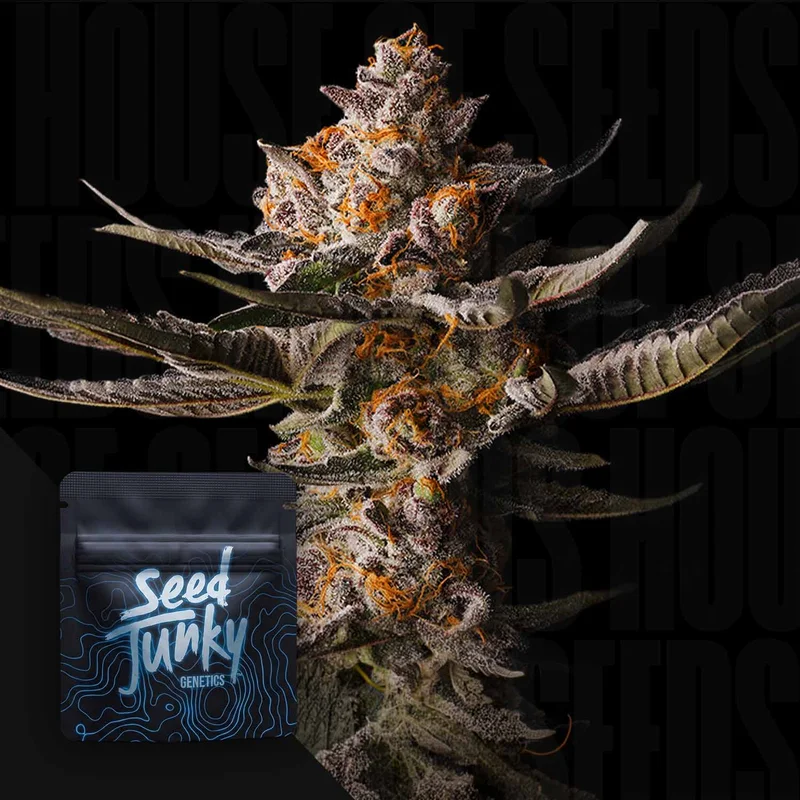 Apple Straws van Seed Junky Genetics