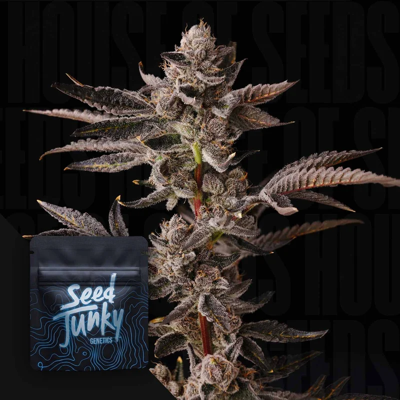 Double Bird van Seed Junky Genetics