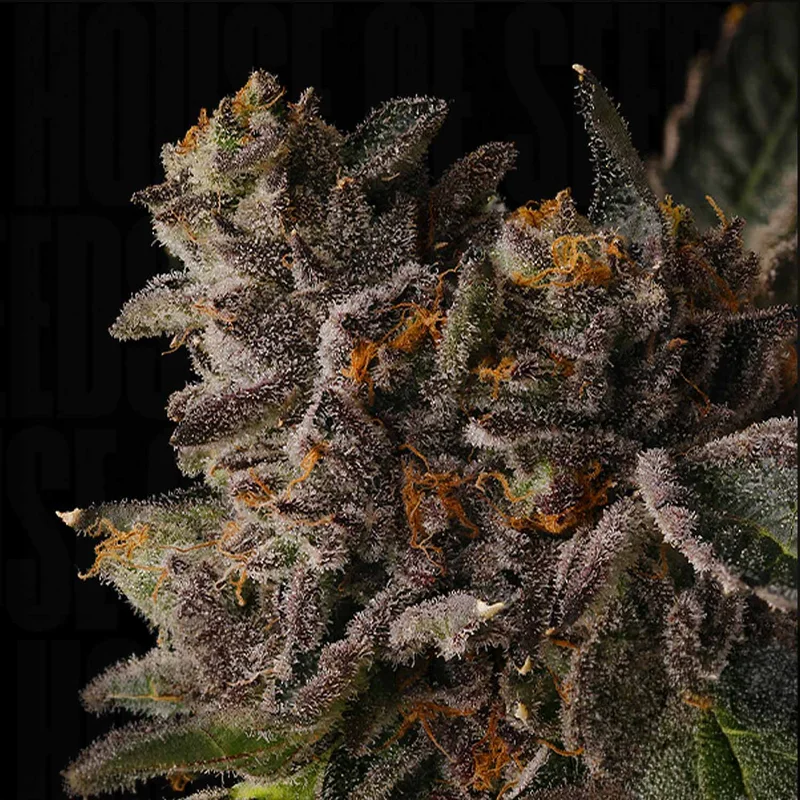 Cake Straws van Seed Junky Genetics
