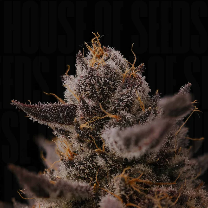Double Bird van Seed Junky Genetics