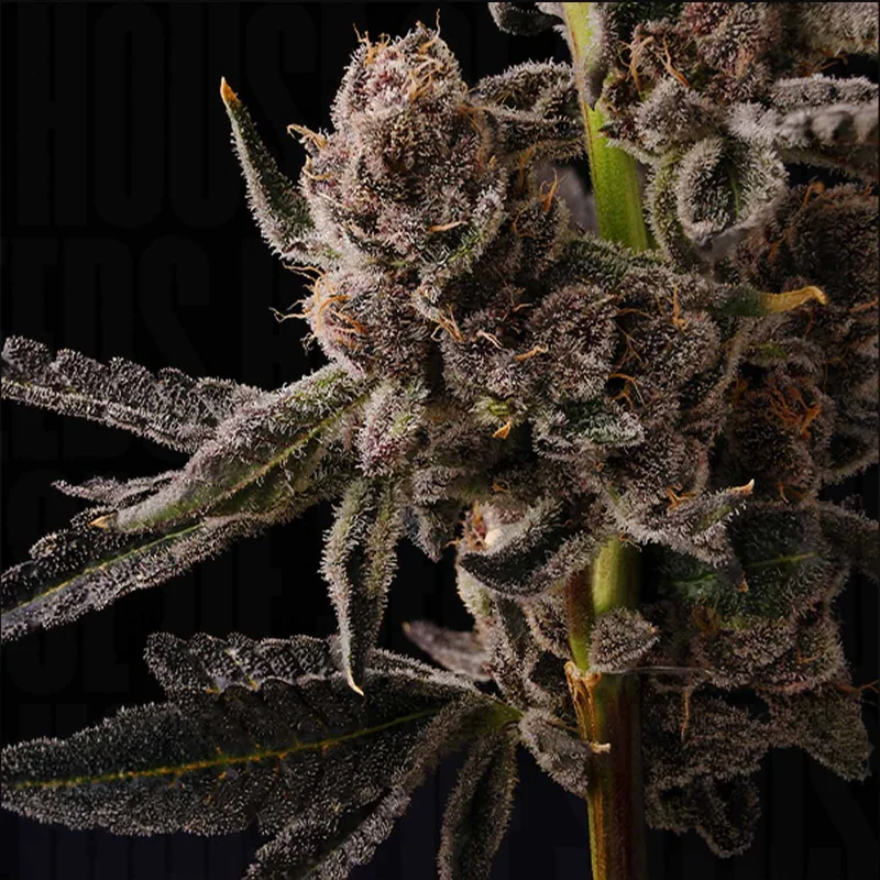 Bubblegum Burst van Seed Junky Genetics