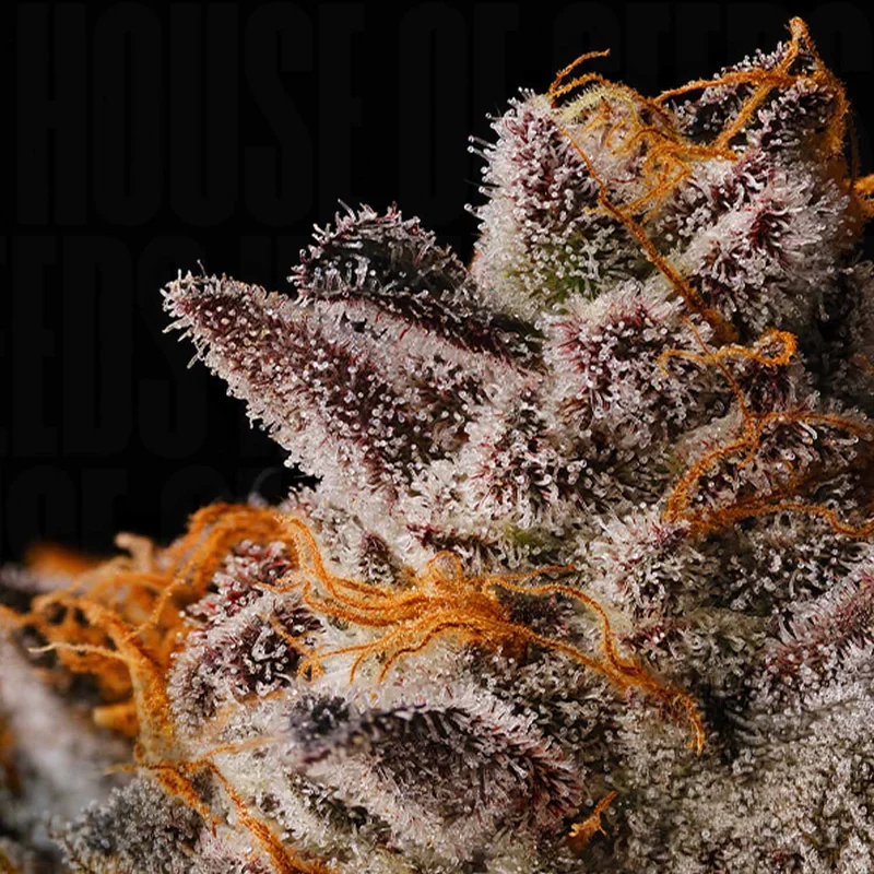 Apple Straws van Seed Junky Genetics