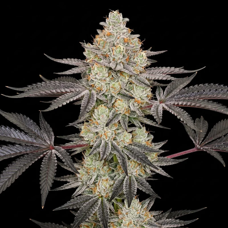 Crescendo by Seed Supreme