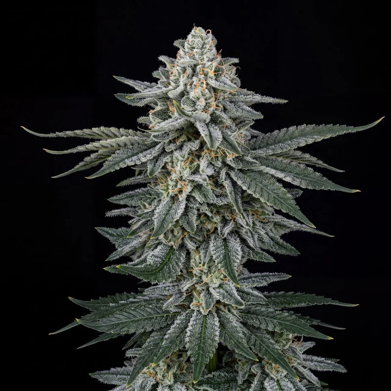 Alien GG 4 by Seed Supreme
