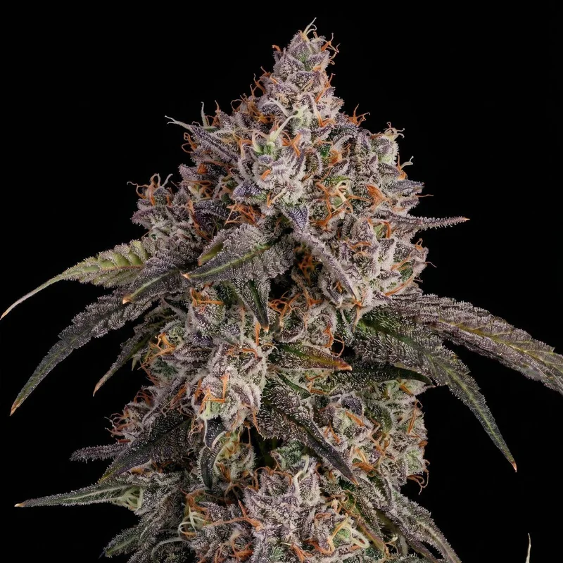 Garlicane by Seed Supreme