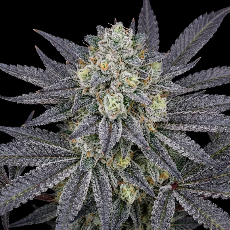 Mimosa Cake by Seed Supreme