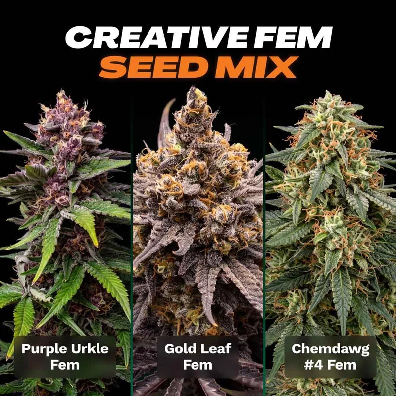 Creative Seed Mix by Seed Supreme