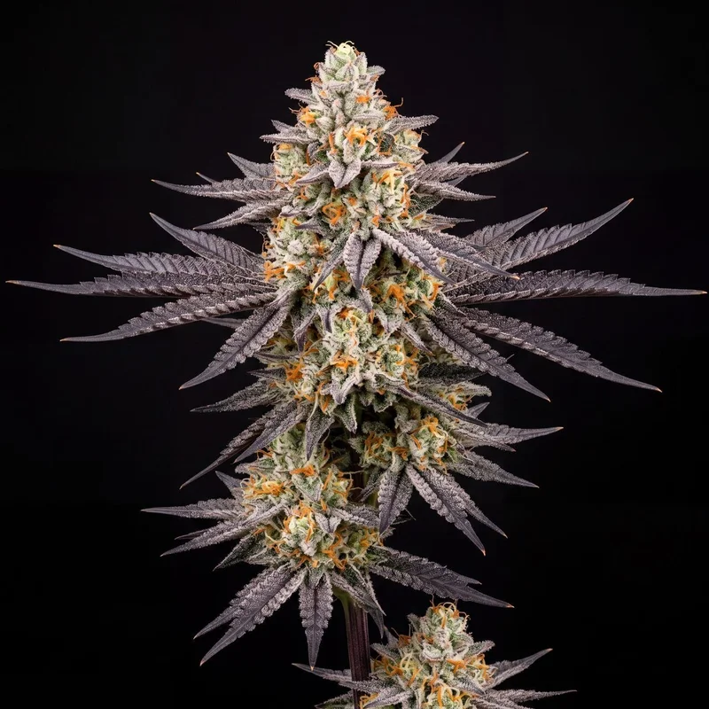 Bacio Gelato by Seed Supreme