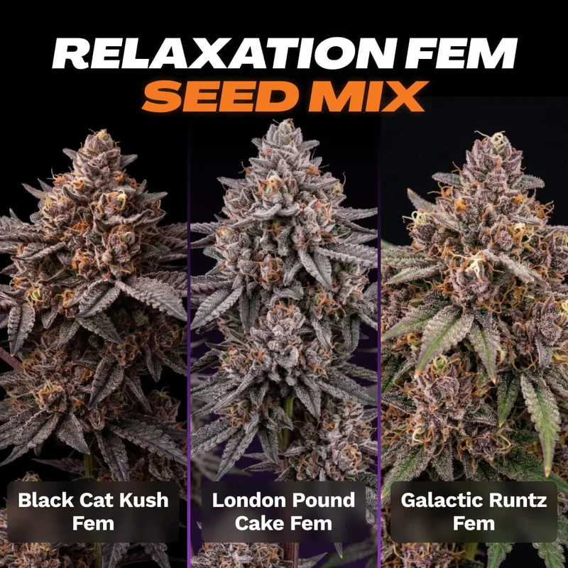 Relaxation Seed Mix by Seed Supreme