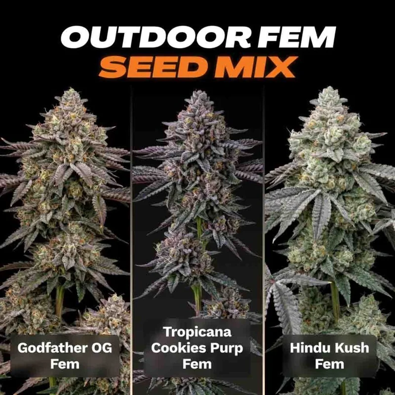 Outdoor Seed Mix by Seed Supreme