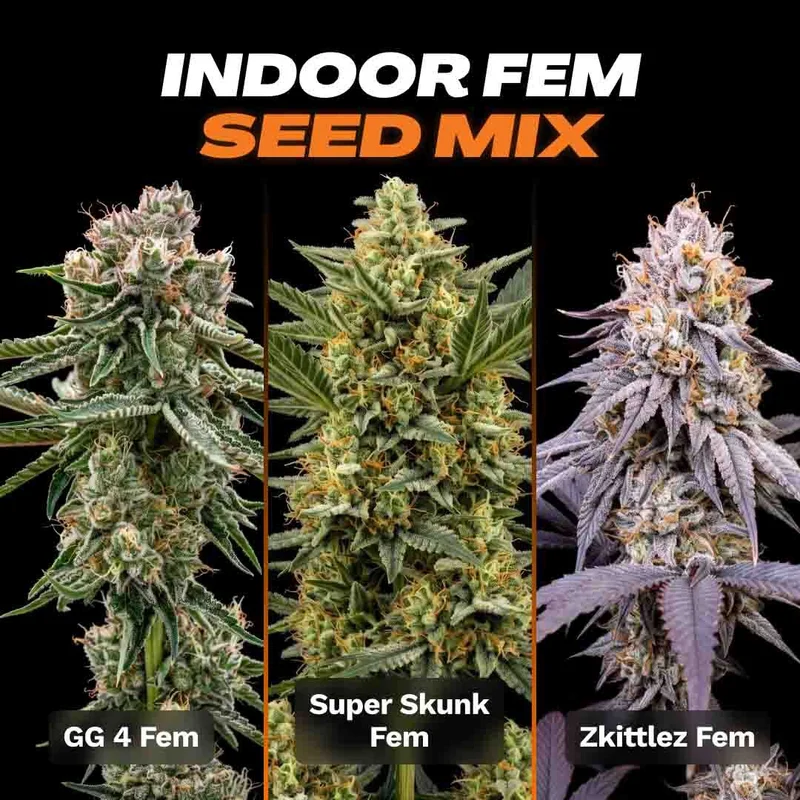 Indoor Seed Mix by Seed Supreme