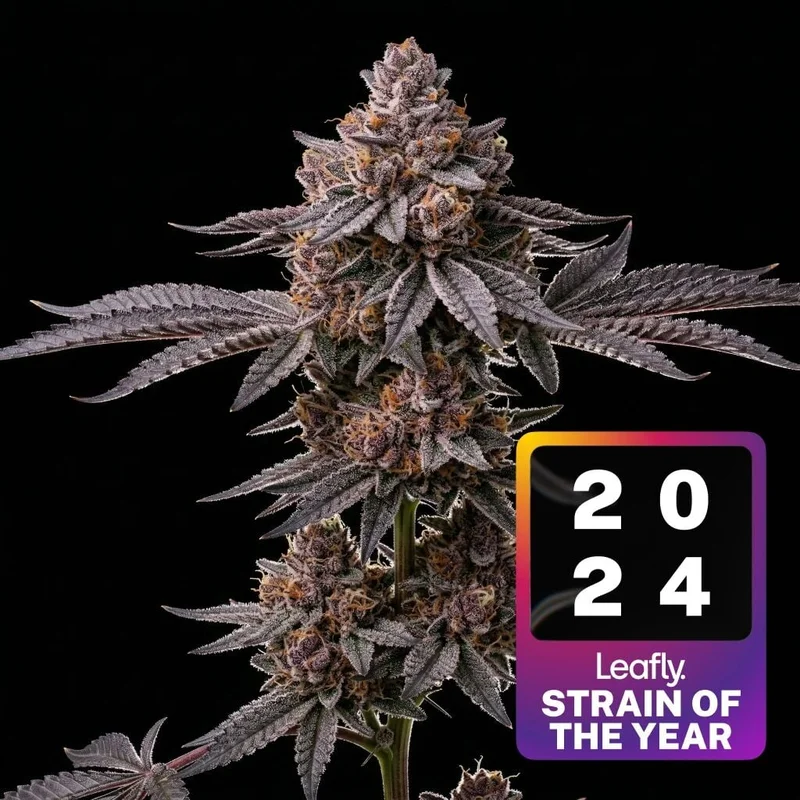 Super Boof by Seed Supreme