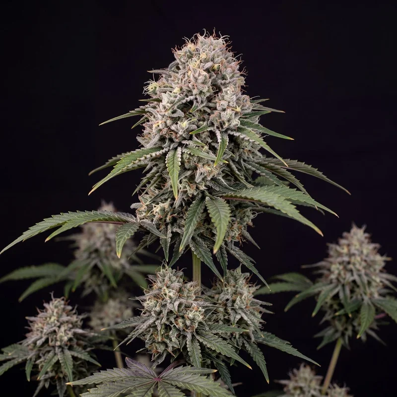 Peanut Butter Breath by Seed Supreme