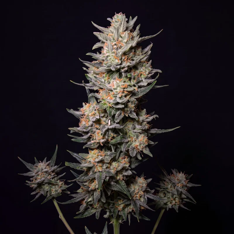 Apple Cake by Seed Supreme