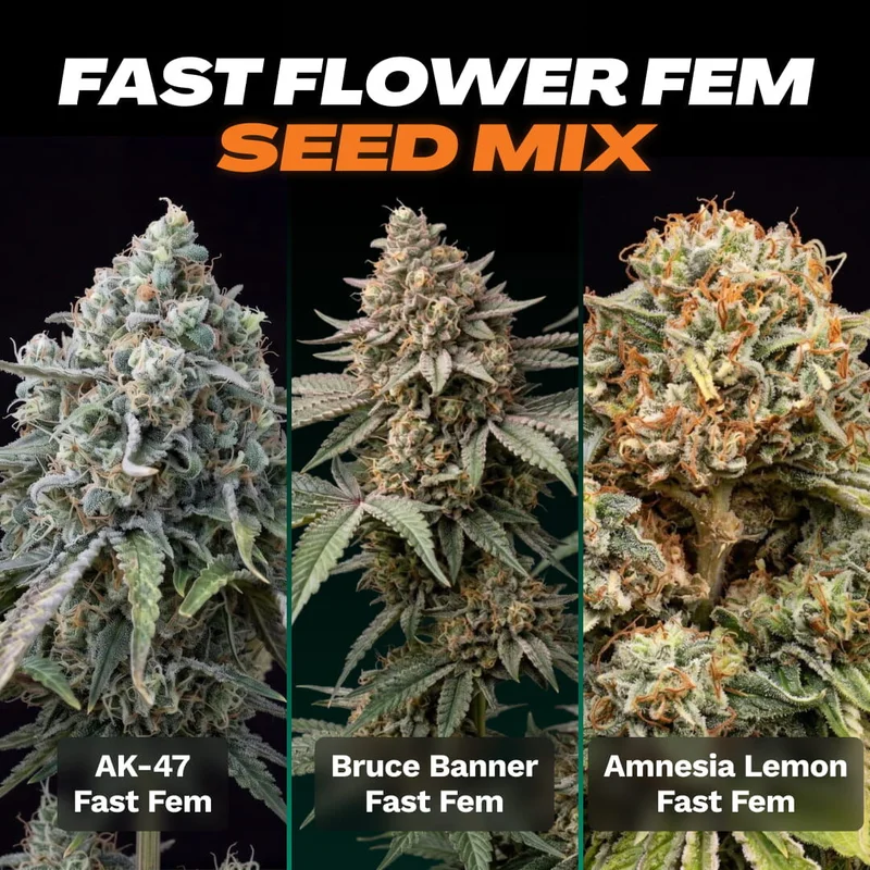 Fast Flower Seed Mix by Seed Supreme