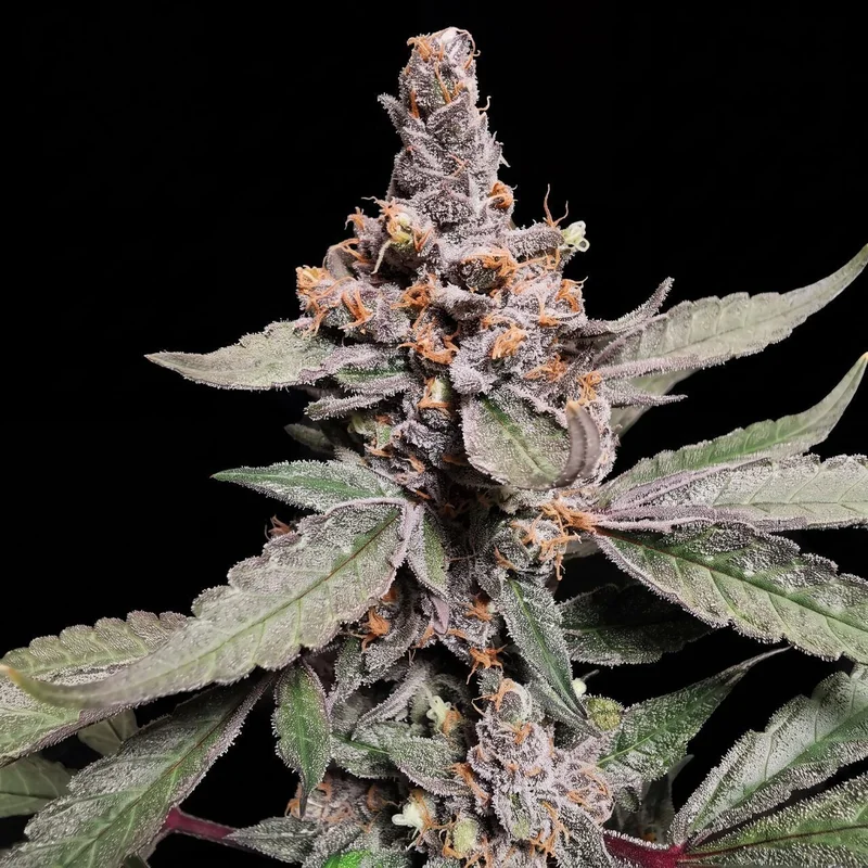 Blueberry x OG Kush by Seed Supreme