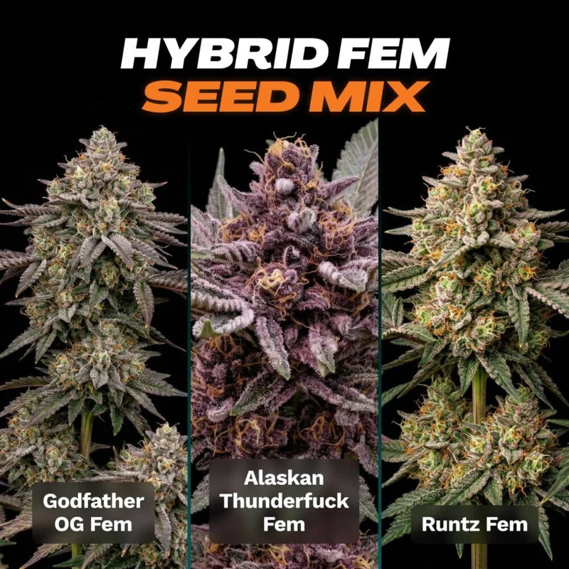 Hybrid Seed Mix by Seed Supreme