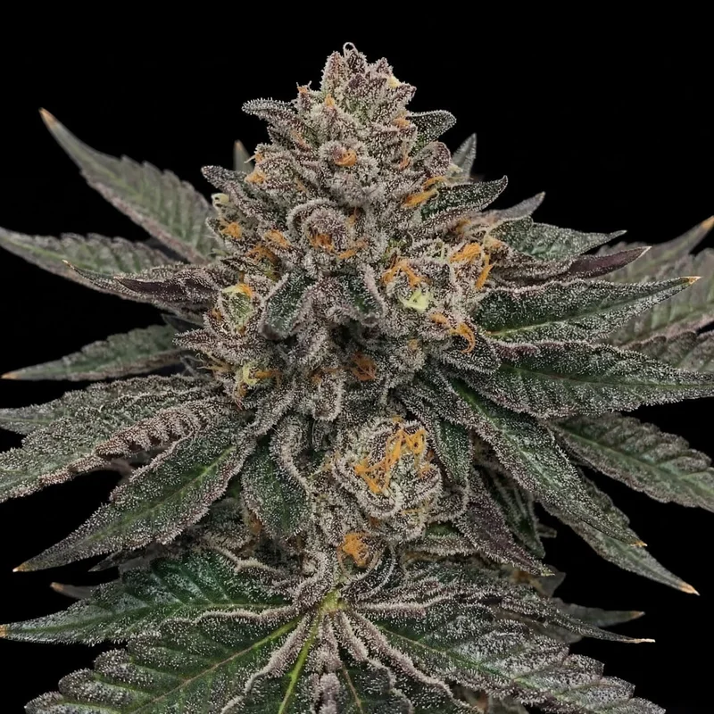 Jet Fuel Gelato by Seed Supreme