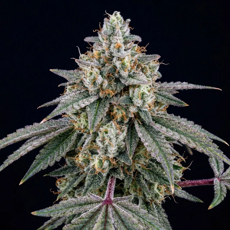 Pure Kush by Seed Supreme