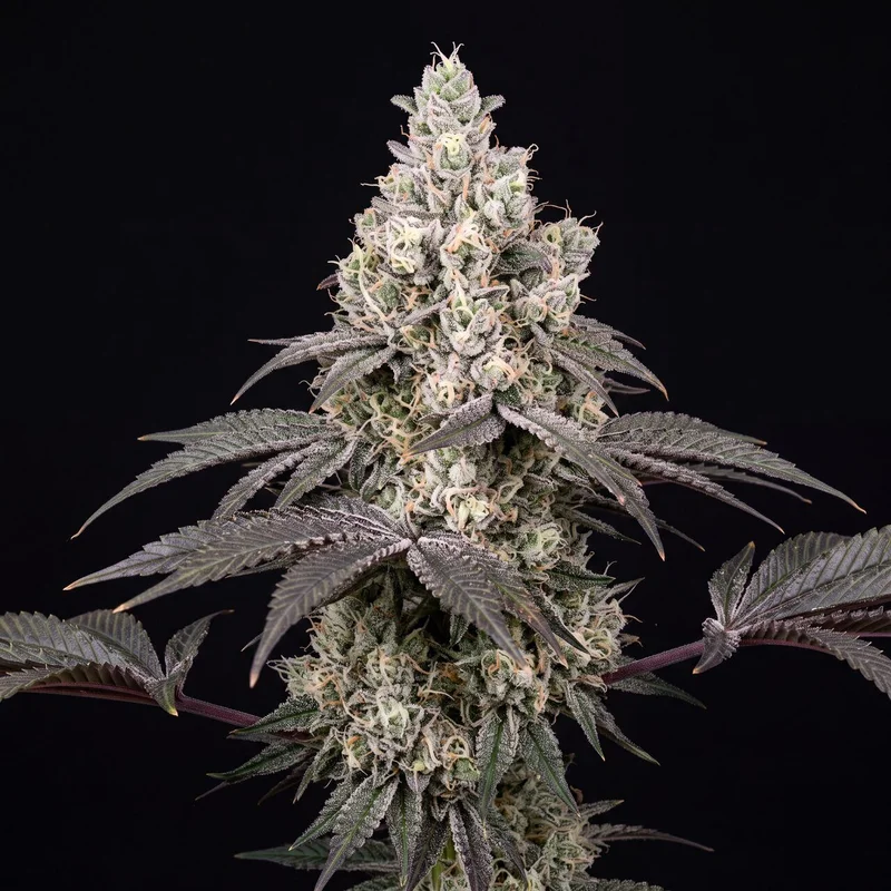 Cake Bomb by Seed Supreme
