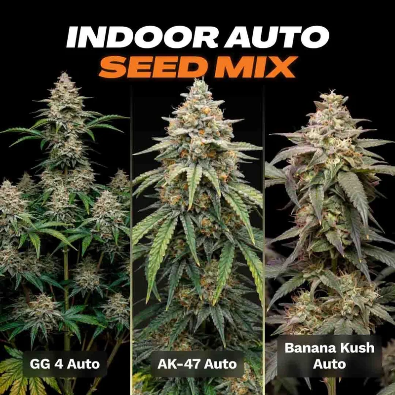 Indoor Seed Mix by Seed Supreme